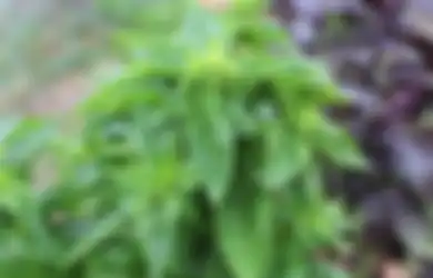 Beruntung Banget yang Doyan Makan Daun Kemangi, Siapa Sangka Manfaatnya Bikin Tubuh Jadi Gak Gampang Bolak-balik Rumah Sakit