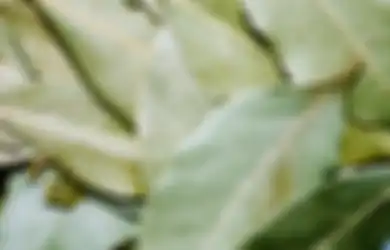 Sering Dijadikan Obat Segela Jenis Penyakit, Air Rebusan Daun Salam Justru Jadi Petaka Bagi Orang dengan Kondisi Ini