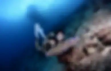 Makin Rajin Umbar Foto Diving, Gisel Ngaku Gemes Lihat Hewan Unik Ini