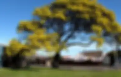 Berusia 50.000 Tahun, Kayu Api Unggun Ini Ungkapkan Akar Sejarah dari Bunga Nasional Australia, Juga Digunakan Komunitas Aborigin untuk Makanan dan Obat-obatan