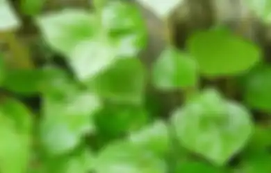 Gak Perlu Lagi Konsumsi Obat Kimia, Air Rebusan Daun Suruhan Ampuh Atasi Asam Urat yang Menyiksa