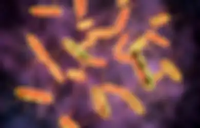 Parah, Ini Bahaya Bakteri Salmonella yang Mengancam Kesehatan Kita!