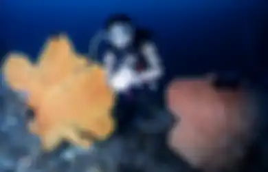 Keranjingan Foto Diving, Gisel Bak Lupakan Pahitnya Ditolak Balikan dengan Gading Marten