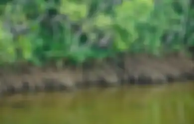 Jawaban Bagaimana Hutan Bakau Dapat Menjeaga Keseimbangan Alam