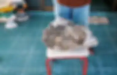 Dilihat Seperti Batu Biasa, Ternyata Barang Termuan Pemulung Ini Muntahan Paus Sperma, Harganya Bikin Warga Kampung Mupeng Pengin Ngutang!