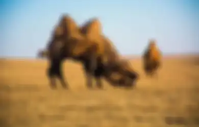 Bobotnya Capai 1 Ton, Arkeolog Menemukan Unta Raksasa Purba Setinggi 3 Meter di Mongolia dan Ungkap Fakta yang Selama Ini Masih Jadi Misteri