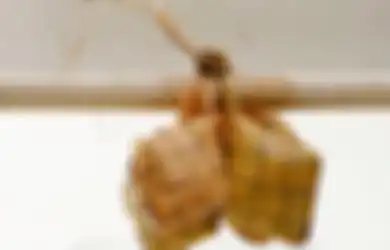 Nggak Perlu Lagi Pesen Ketupat Sama Pedagang, ini Rahasia Bikin Ketupat Agar Tidak Cepat Basi dan Gurih, Bisa Dipuji Keluarga Besar