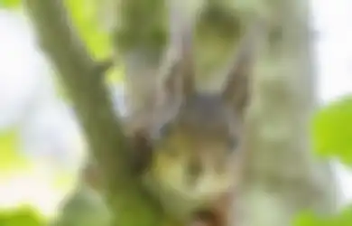 Jawaban Sifat yang Kurang Baik dalam Cerita Tupai dan Ikan Gabus