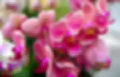 Tips Bikin Tanaman Anggrek Tumbuh Subur, Racik Pupuk dari 3 Bahan Alami Berikut