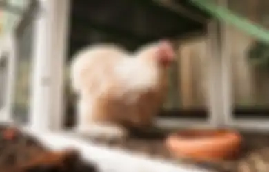Ngeri, Pandemi Corona Masih Ada, China Laporkan Infeksi Pertama Virus Flu Burung H3N8 pada Manusia, Ini Bahayanya yang Mengancam Nyawa