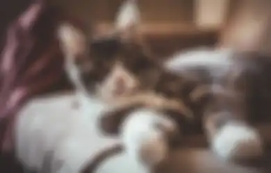 Hati Tenang Mudik Aman, Begini Hal yang Harus Dilakukan Kalau Mau Tinggalkan Kucing Mudik Sendirian di Rumah, Jangan Asal Ya!