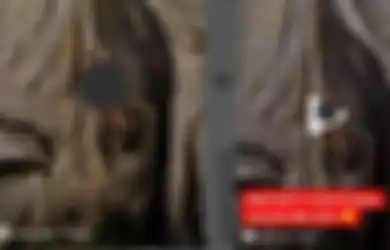 Seenak Jidat Telanjang Bulat di Pohon Keramat, Bule Wanita Buat Pihak Desa Harus Lakukan Hal Sakral Ini, Fakta di Baliknya Bikin Murka
