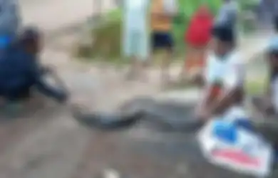 Sudah 'Fitnah' Jin Ifrit yang Mangsa Anak Ayam, Warga Cibugel Dibuat Melongo Pelaku Sebenarnya Ular Sanca Seberat 15 Kilo, Sekarang Gantian Dipelihara!