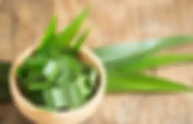 Bahaya Jika Sampai Masuk Mulut, Orang Dalam Kondisi Ini Sebaiknya Tak Konsumsi Daun Pandan, Efek Sampingnya Tak Main-main Jika Ngeyel
