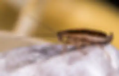 Lima Bahan Alami Ini Ampuh Usir Kecoak di Rumah, Keluarga Dijamin Bebas Penyakit