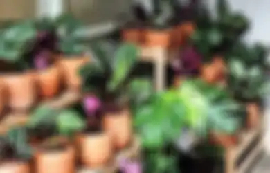 Tak Perlu Pupuk Mahal, Cukup Gunakan Garam dengan Cara Ini Agar Tanaman di Rumah Makin Segar dan Rimbun