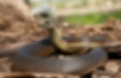 WASPADA! Ular Bisa Masuk ke Rumah dengan Cara Ini, Simak Sebelum Terjadi Hal yang Tak Diinginkan