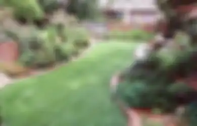 Kucai Mini Mati Jika Diinjak-injak, Simak Cara Menanam Kucai Mini yang Mudah
