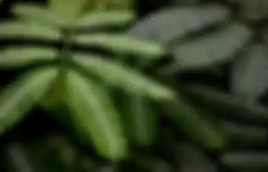 Pengidap Penyakit Sejuta Umat Ini Bisa Sujud Syukur, Siapa Sangka Minum Air Rebusan Daun Putri Malu Ternyata Bisa Obati Diabetes sampai Hipertensi