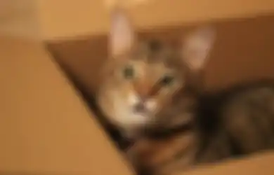 Pantas Jadi Favorit Sejuta Umat, Ternyata Ini Alasan Manusia Menyukai Kucing, Ada Manfaat Tak Terduga untuk Kesehatan