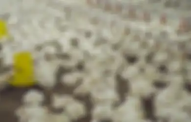Intip Peternakan Ayam McDonalds Indnonesia. Cara Potong Ayamnya Halal?