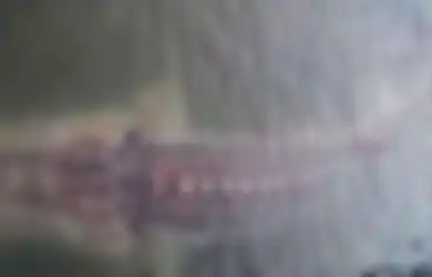 Besarnya Disebut-sebut Setara dengan Perahu Sampan Milik Warga, Geger Ikan Raksasa Misterius Muncul di Ranu Pakis Lumajang, Nelayan Ungkap Hal Mengejutkan