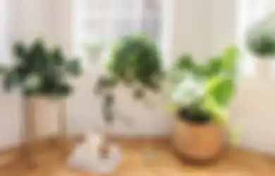 Ketahui Manfaat Memiliki Banyak Tanaman di Rumah dan Buatlah “Hutan” Mini di Rumah!