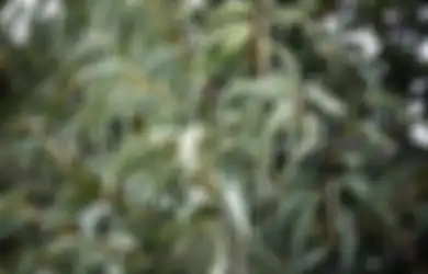 Mengenal Eucalyptus, Daun Berkhasiat yang Aromanya Tercium dari Jasad Emmeril Kahn Mumtadz