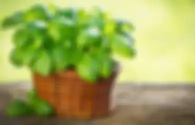 Gak Perlu Beli Skincare Mahal, Jerawat dan Komedo Bisa Langsung Lenyap dengan Daun Kemangi