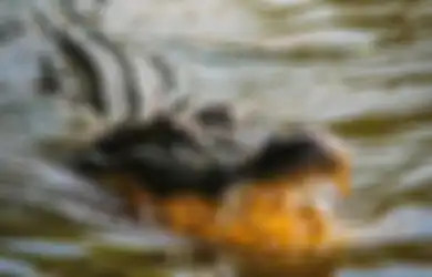 Kesal Tubuhnya Nyaris Dilahap, Pria Ini Tampar Buaya Liar Sampai Giginya Lepas, Kondisi Sang Hewan Kini Memprihatinkan