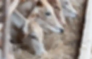 Dilengkapi dengan Adab Penyembelihannya, Inilah Bacaan Doa Menyembelih Hewan Kurban yang Wajib Diketahui