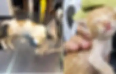 Keji! Pemilik Restoran Steak Tega Aniaya 20 Kucing Liar Gegara Restonya Kerap Dapat Bintang Satu dari Pelanggan, Terkuak Penyebabnya karena Ini