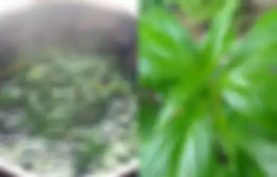 Pengidap Darah Tinggi Bisa Bernafas Lega, Cukup Rutin Minum Rebusan Daun Murah Ini Ternyata Ampuh Usir Penyakit Tersebut, Segera Praktekkan di Rumah!