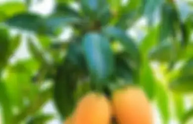 Anek Tips Kecantikan, Cukup Olah Daun Mangga Seperti ini, Uban yang Membandel Langsung Hilang