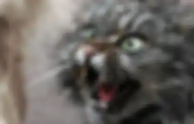 Bahaya, 5 Penyakit Kucing Ini Bisa Langsung Menular Ke Kita, Lho!
