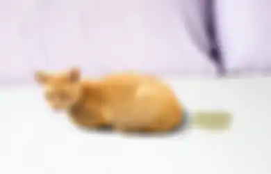 Ini 3 Alasan Kucing Peliharaan Sering Pipis Sembarangan di Rumah