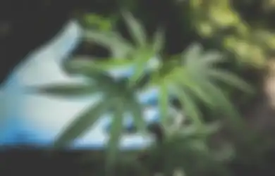 Polemik Legalisasi Ganja Medis di Indonesia, Siapa Sangka Ganja Medis Bisa Digunakan Untuk Mengobati Berbagai Penyakit yang Belum Ada Obatnya Ini