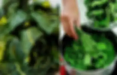 Angin Segar Bagi Penderita Penyakit Diabetes, Ternyata Cukup Rebus 4 Lembar Daun Pepaya dan Diminum Hangat-hangat Ampuh Atasi Kadar Gula Darah Tinggi