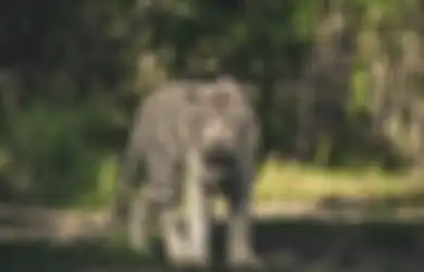 Selalu Mujur Sepanjang Hidup, 3 Weton yang Punya Sifat Welas Asih Tinggi Ini Konon Dijaga oleh Khodam Macan Gunung Semeru