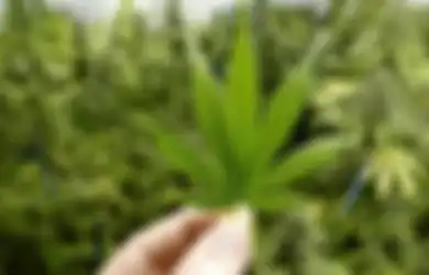 Isu Legalisasi Ganja Medis Tuai Pro dan Kontra, Ikatan Dokter Indonesia Angkat Bicara: Bisa Jadi Pilihan, Tapi...