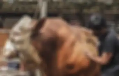 Atta Halilintar Tak Mau Ketinggalan Ikut Beribadah Kurban, ini Dia Sapi Megalodon Seberat 1,2 Ton yang Siap Disembelih Saat Idul Adha