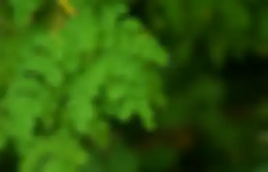 Aneka Tips Kesehatan, Daun Kelor yang Dianggap Sepele Nyatanya Ampuh Turunkan Berat Badan Agar Semakin Ideal