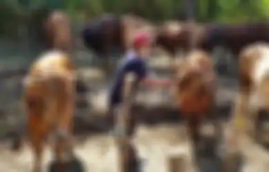 Disunnahkan Menggunakan Alat Potong Tajam, Berikut Bacaan Doa dan Cara Menyembelih Hewan Kurban di Hari Raya Idul Adha