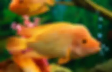Inilah Ikan Red Devil yang Jadi Incaran Pecinta Ikan Hias karena Parasnya Menawan Mencuri Perhatian, Siapa Sangka Ternyata Tergolong Predator