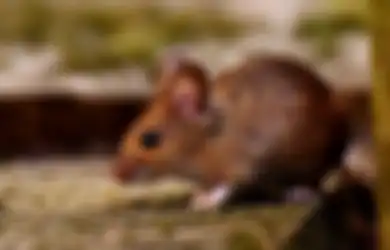 Basmi Tikus yang Berkeliaran di Rumah dengan Sabun Cuci Piring, Hasilnya Bisa Bikin Melongo