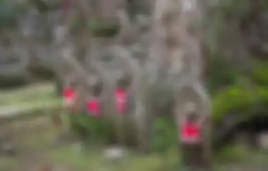 Konon Sedang Menunggu Untuk 'Bangkit', Inilah Pemakaman Okunoin, Pemakaman Terbesar di Jepang dengan Lebih dari 200.000 Kuburan