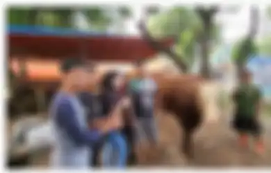 Jelang Iduladha 2022, Nathalie Holcher Siapkan Sapi Seberat 900 Kg dengan Harga Fantastis, Ternyata Tak Cantumkan Nama Sule ke Sapi Kurbannya, Kenapa?
