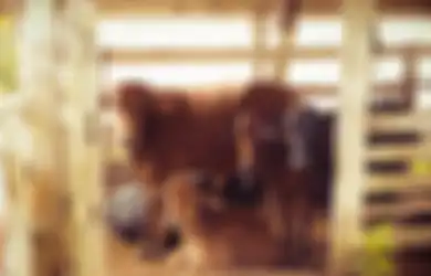 Viral di TikTok Sapi Kabur dan Sembunyi di Got, Warganet Heran Lihat Lubang Got yang Kecil