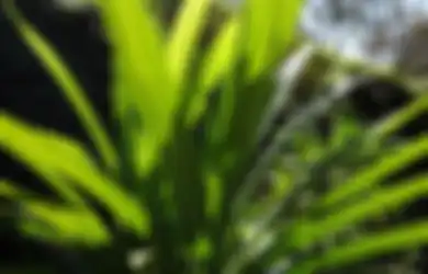 TIPS HIDUP: Cara Usir Kecoak dari Kamar Mandi Hanya dengan Modal Daun Pandan, Begini Caranya yang Ternyata Simpel Banget!