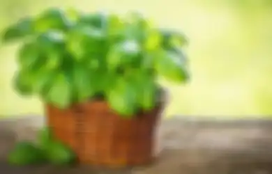 Bukan Cuma Jadi Lalapan, Daun Kemangi Ampuh Hilangkan Jerawat hingga Atasi Stres